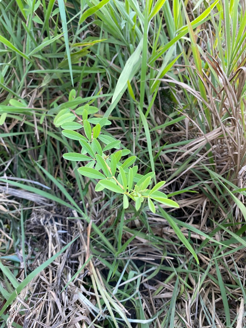 Indigofera lespedezioides
