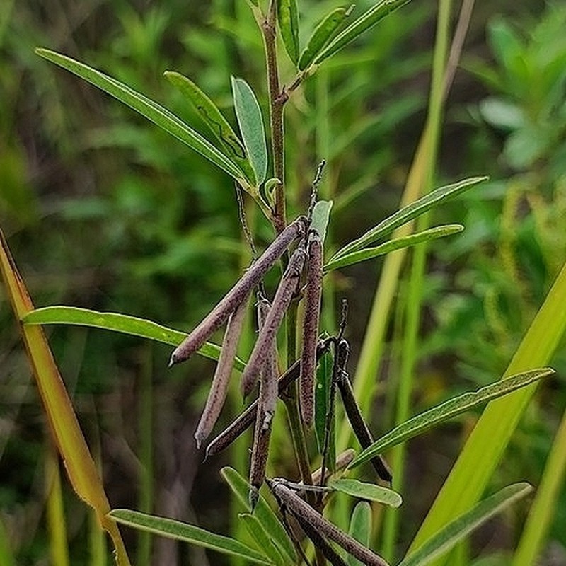 Indigofera lespedezioides photo 2