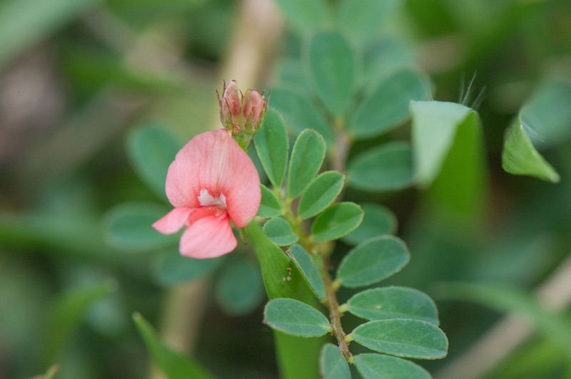 Indigofera lespedezioides photo 3
