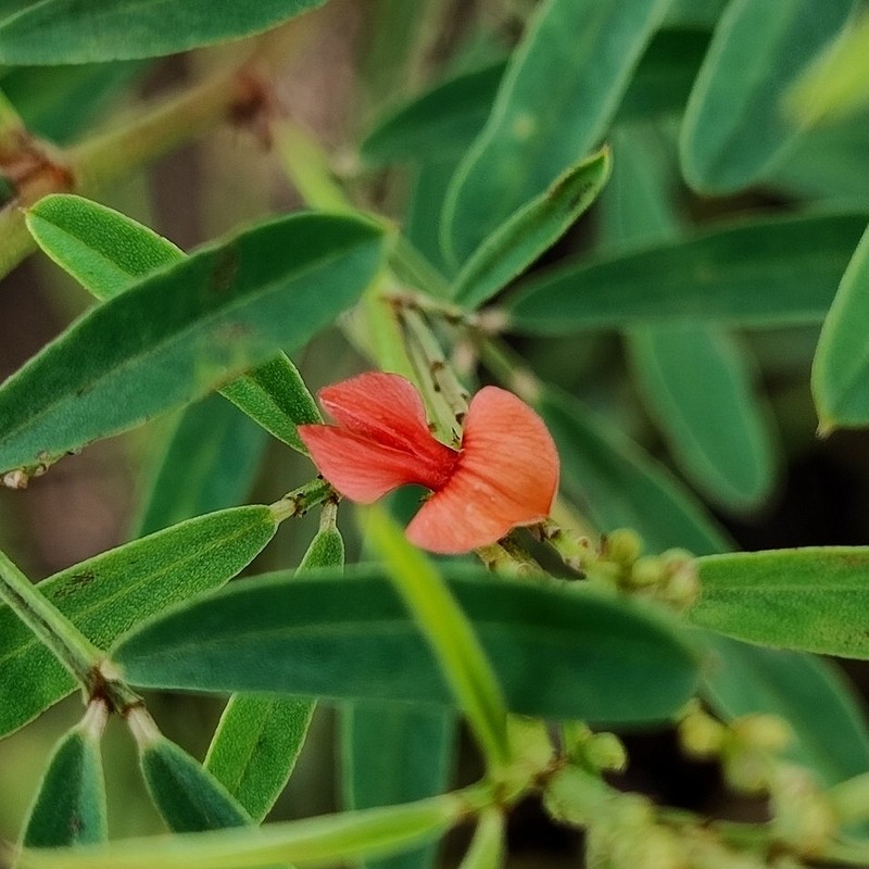 Indigofera lespedezioides photo 4