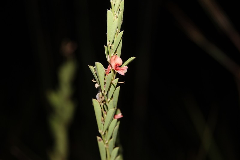 Indigofera lespedezioides photo 5