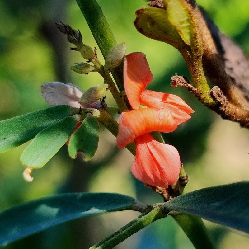 Indigofera lespedezioides photo 6