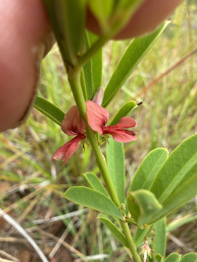 Indigofera lespedezioides photo 7