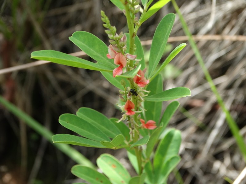 Indigofera lespedezioides photo 8