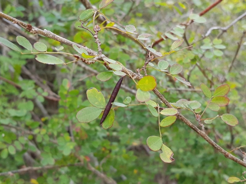 Indigofera leucoclada