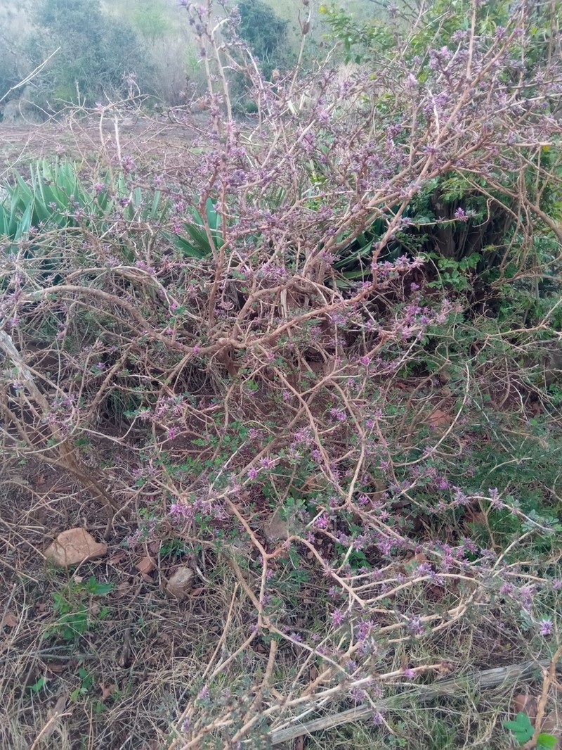 Indigofera leucoclada photo 2