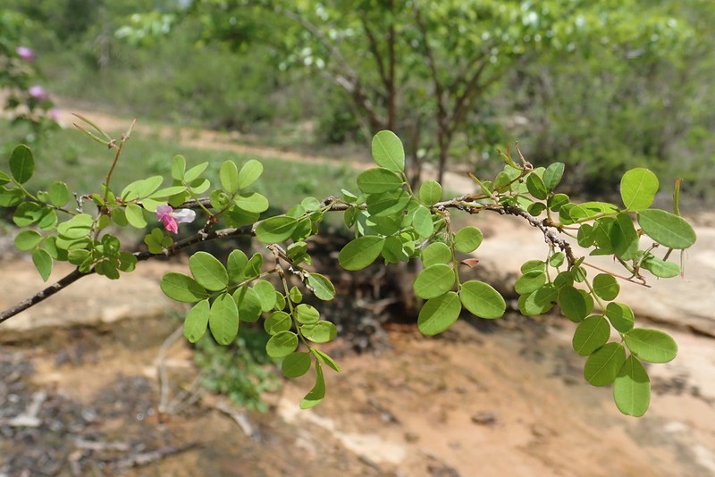 Indigofera leucoclada photo 3