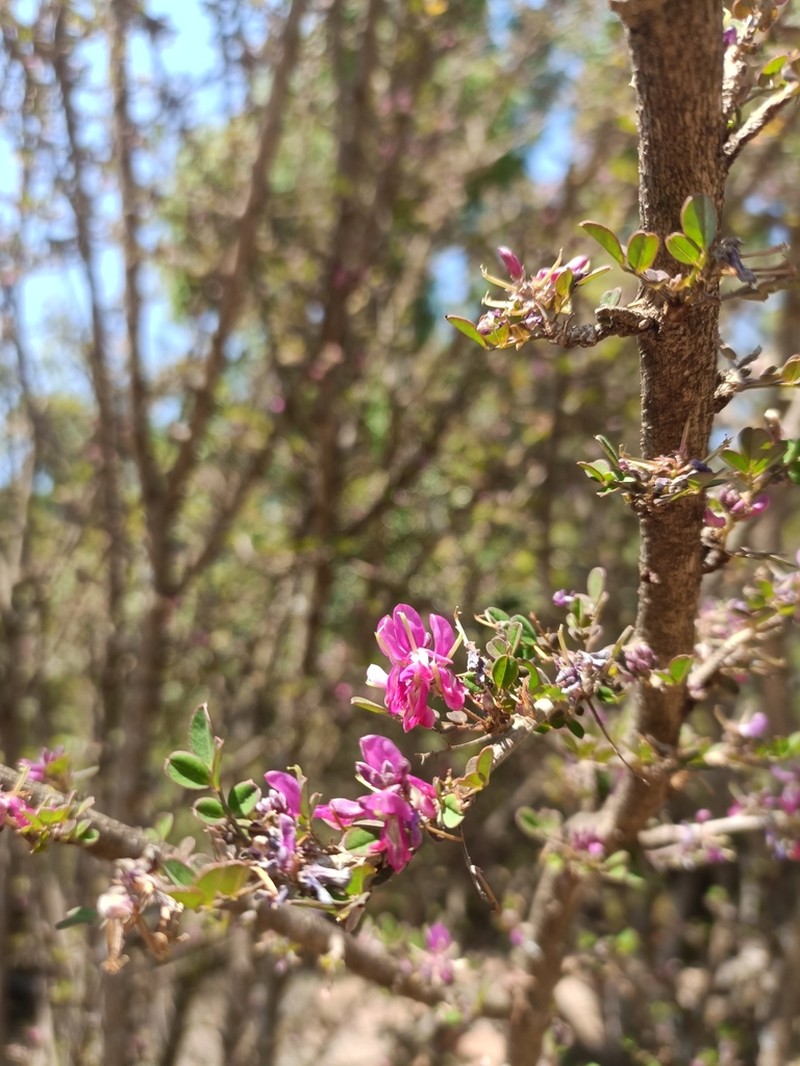 Indigofera leucoclada photo 4