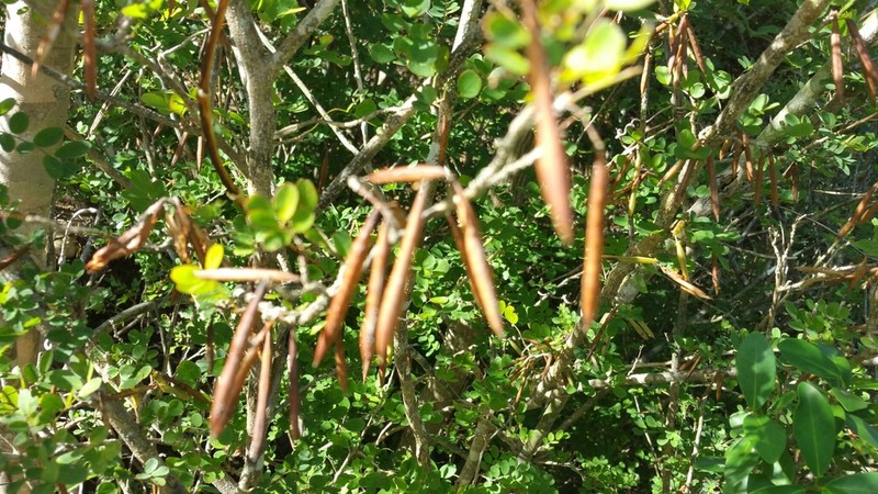 Indigofera leucoclada photo 5