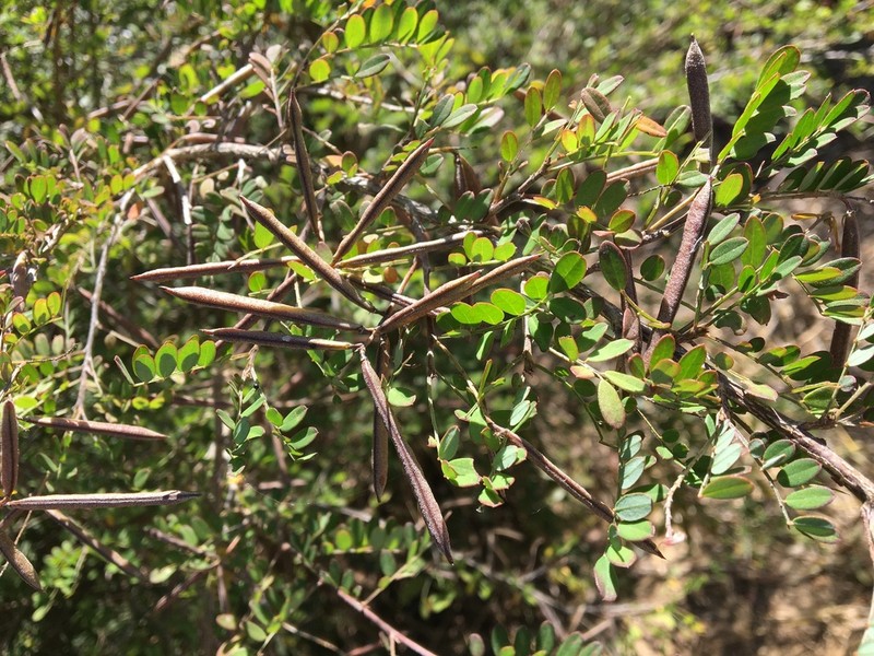 Indigofera leucoclada photo 6