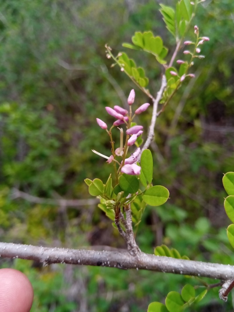 Indigofera leucoclada photo 7