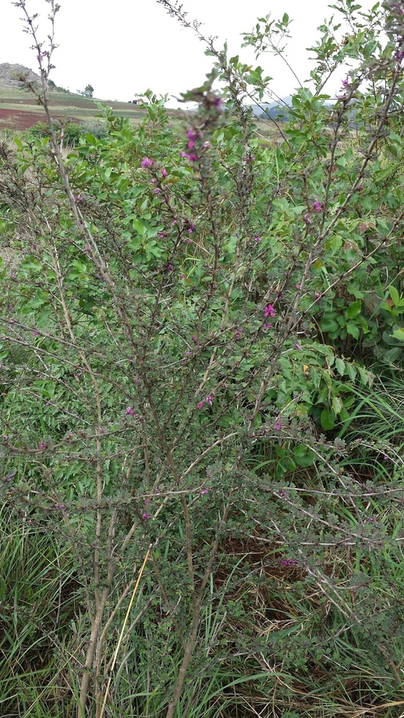 Indigofera leucoclada photo 8