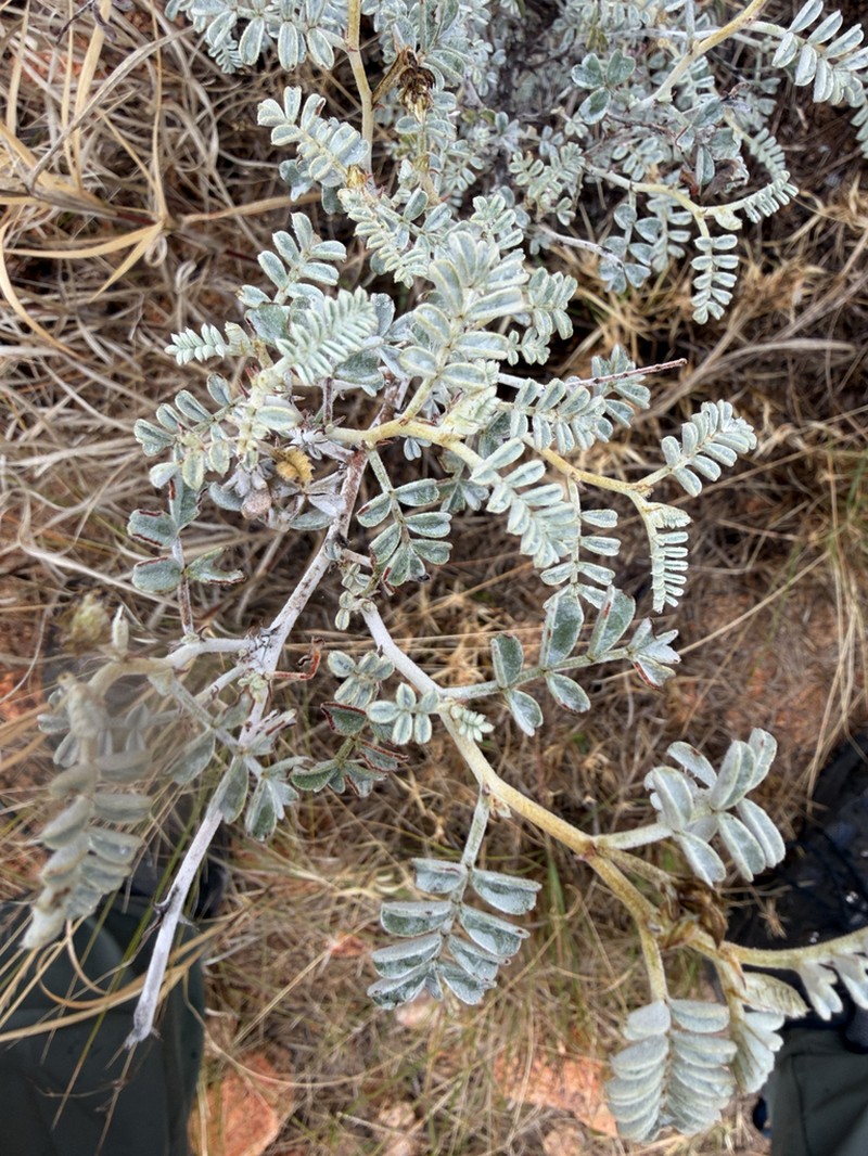 Indigofera leucotricha