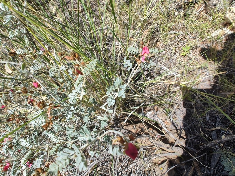 Indigofera leucotricha photo 5