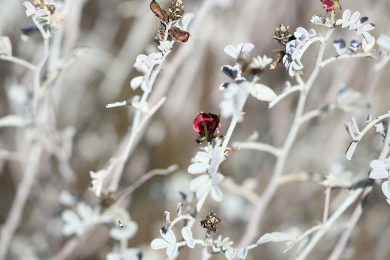Indigofera leucotricha photo 6