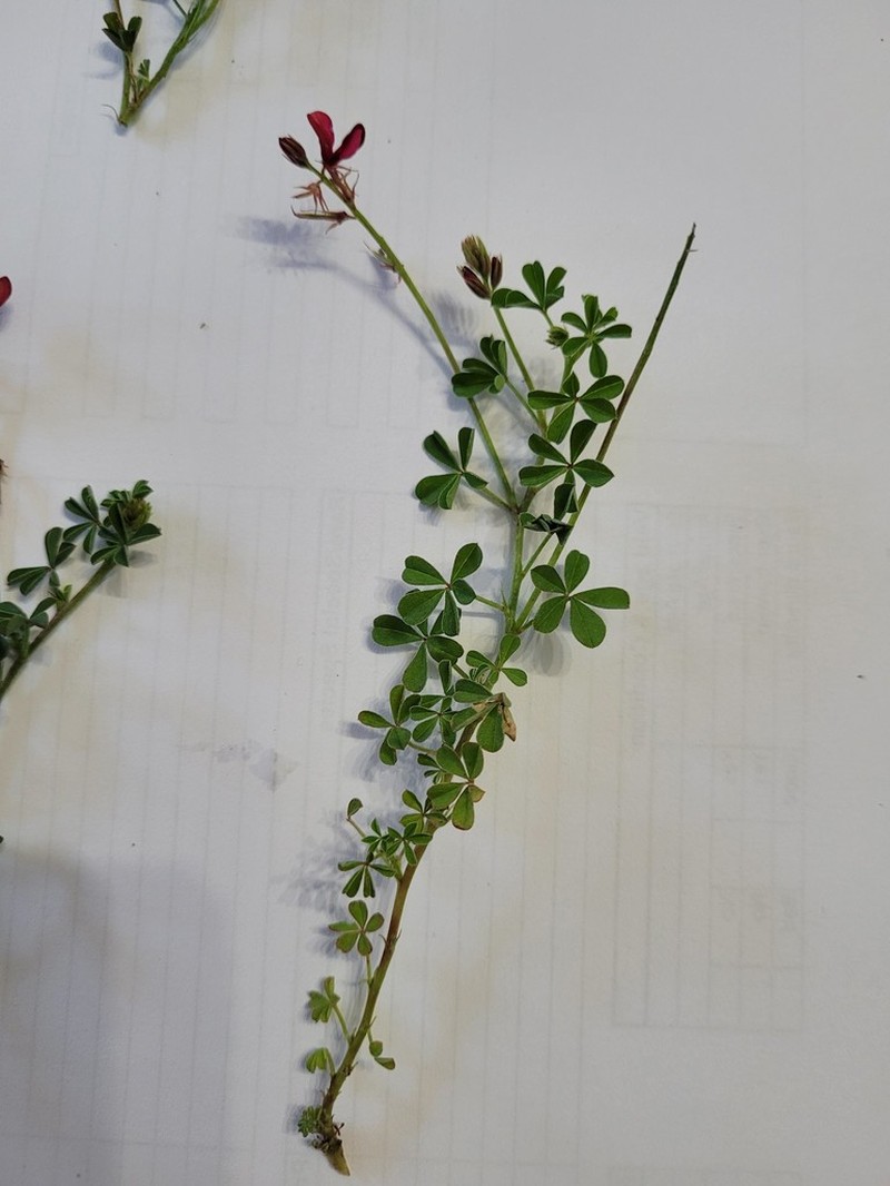 Indigofera limosa photo 3