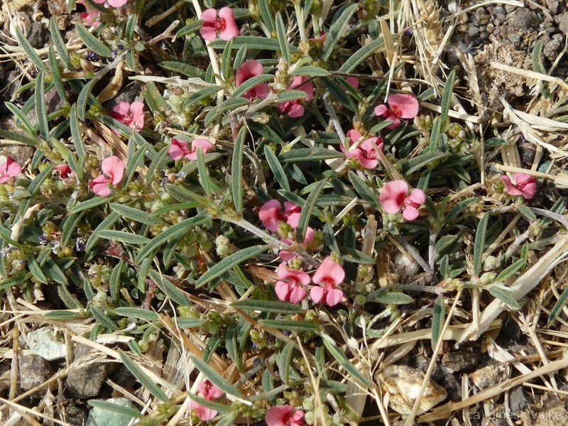 Indigofera linifolia