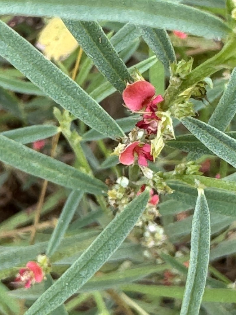 Indigofera linifolia photo 2