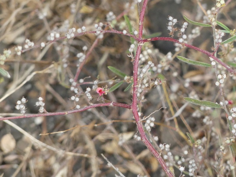 Indigofera linifolia photo 3