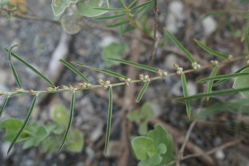 Indigofera linifolia photo 4