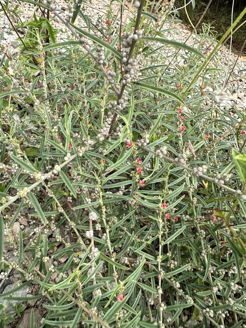 Indigofera linifolia photo 6
