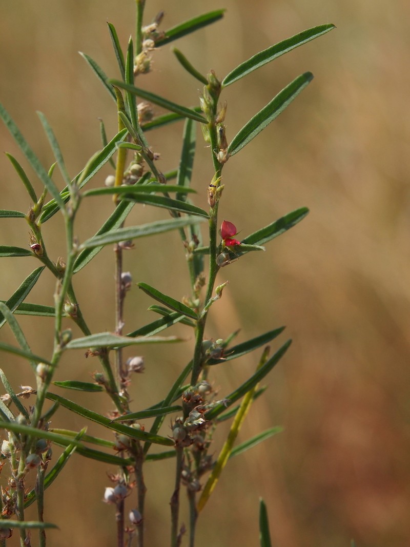 Indigofera linifolia photo 7