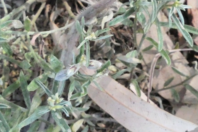 Indigofera linifolia photo 8