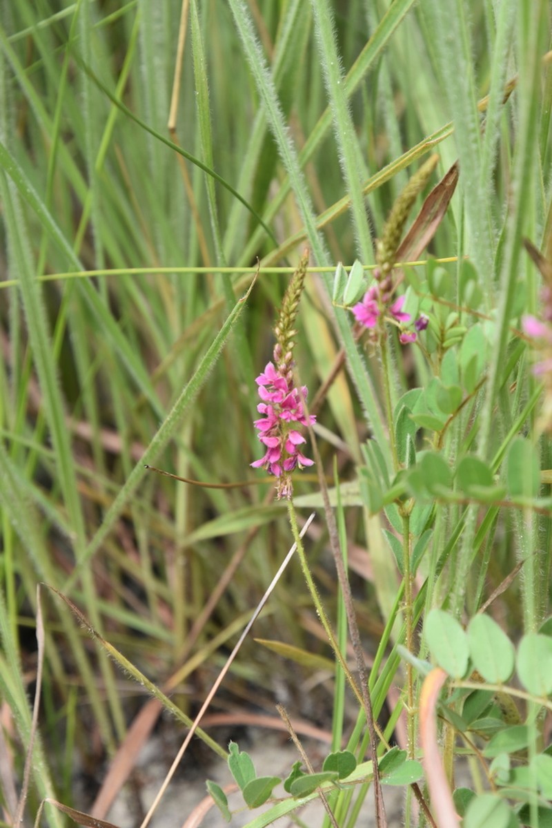 Indigofera longebarbata