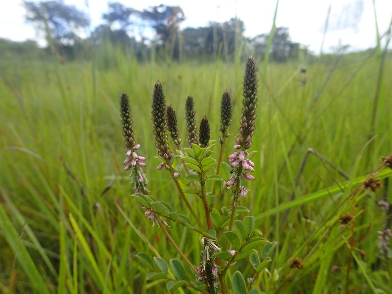 Indigofera longebarbata photo 2
