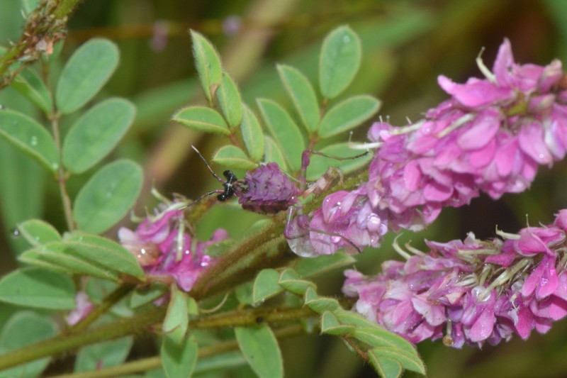 Indigofera longebarbata photo 3