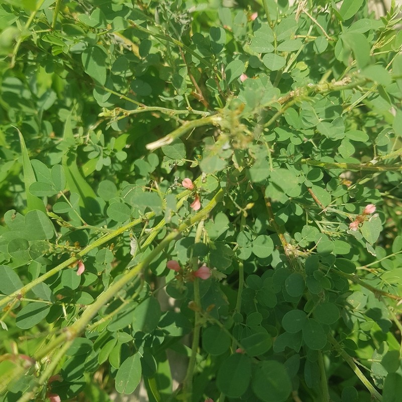 Indigofera longebarbata photo 5