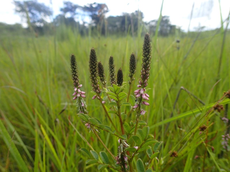 Indigofera longebarbata photo 7
