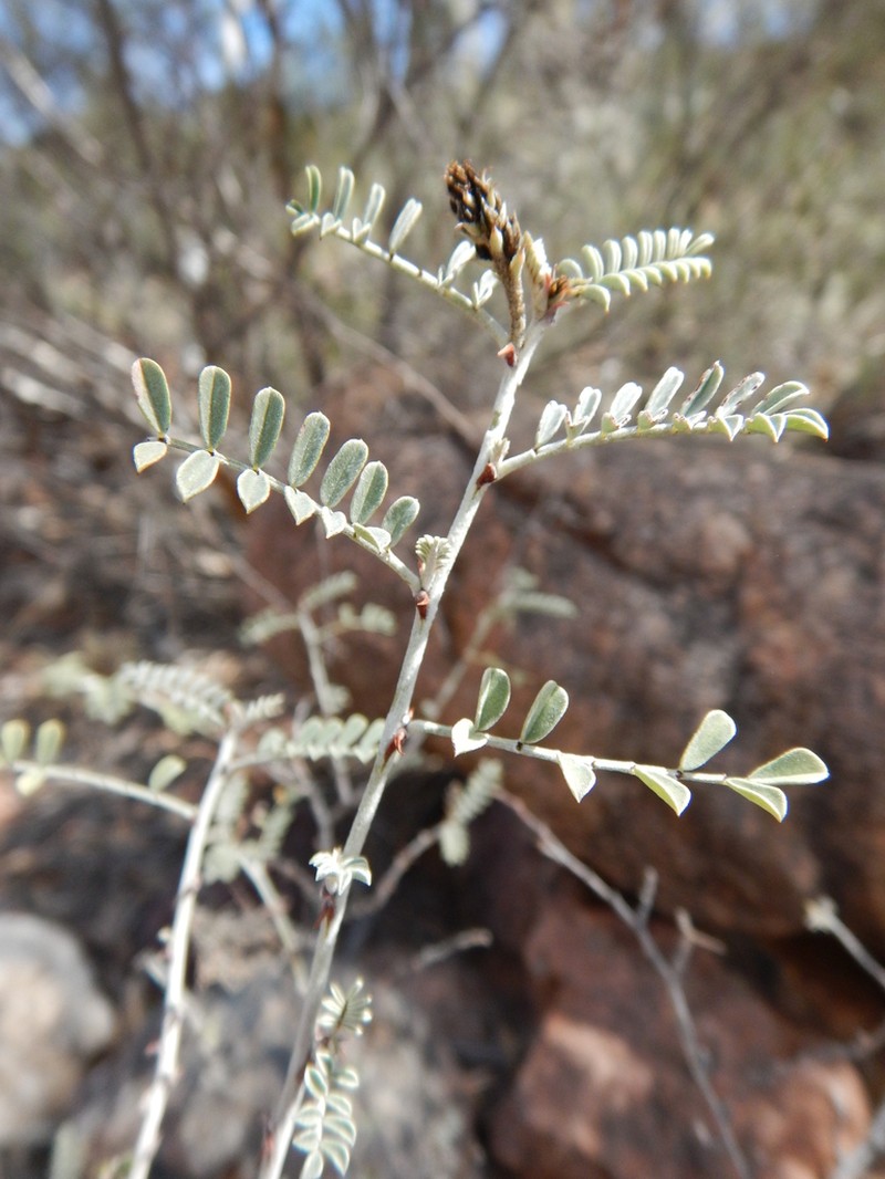Indigofera longibractea