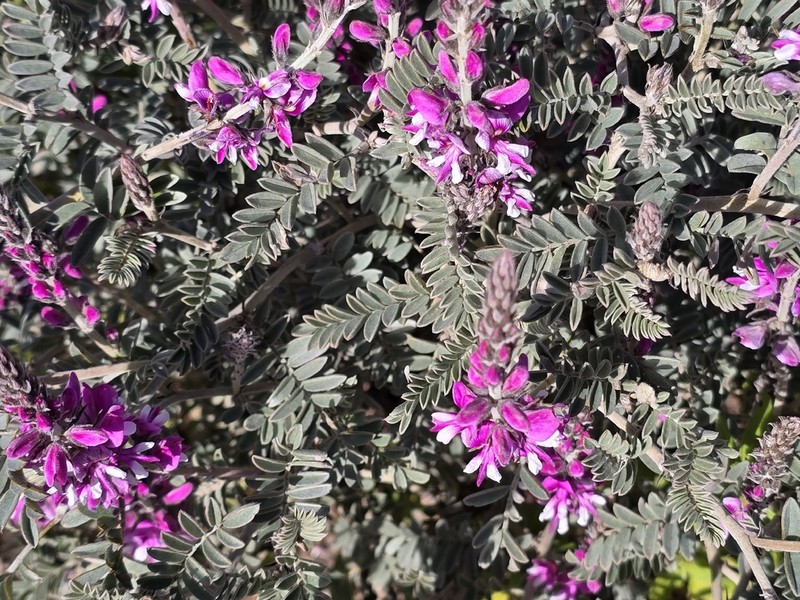 Indigofera longibractea photo 3
