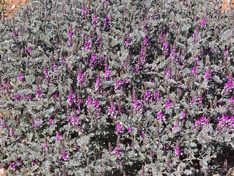 Indigofera longibractea photo 4