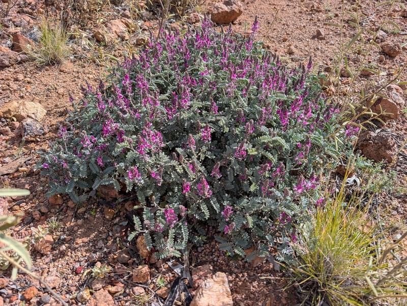 Indigofera longibractea photo 5