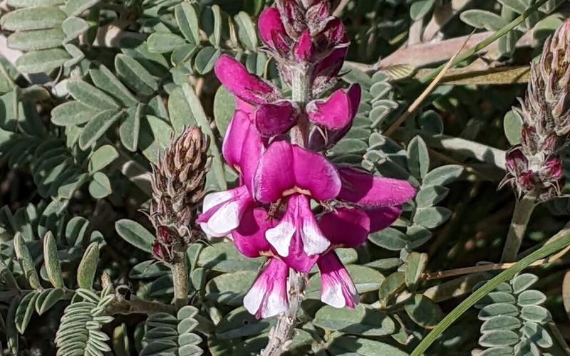 Indigofera longibractea photo 6