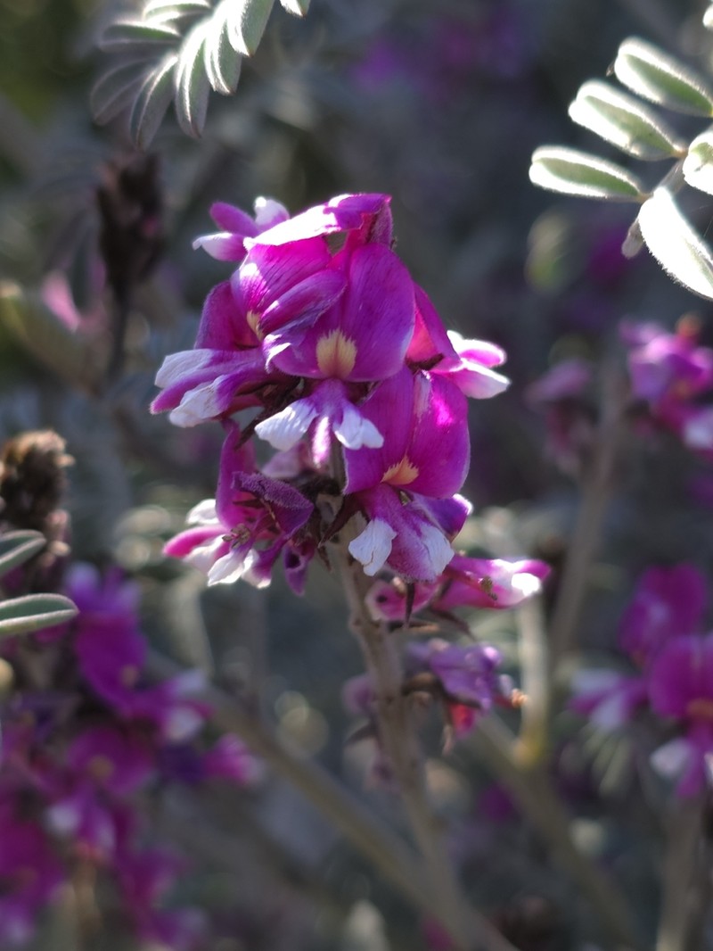 Indigofera longibractea photo 7