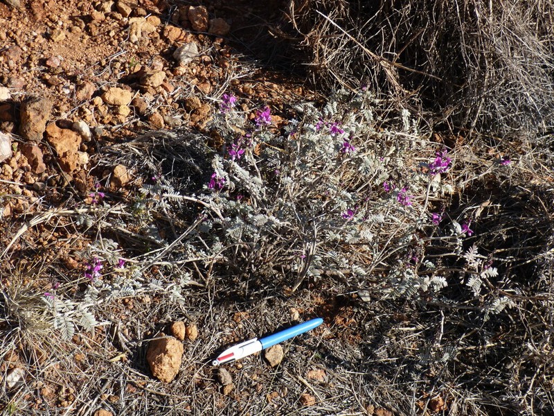 Indigofera longibractea photo 8