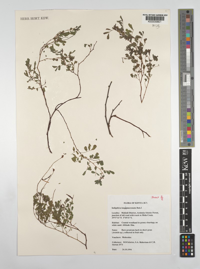 Indigofera longimucronata