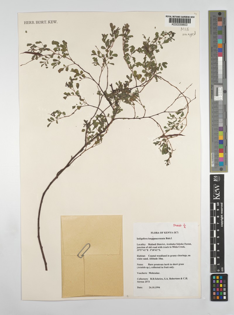 Indigofera longimucronata photo 2