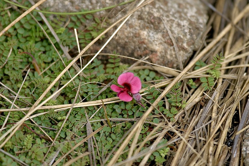 Indigofera longipedicellata
