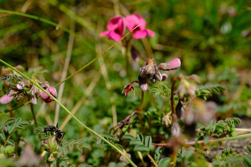 Indigofera longipedicellata photo 2