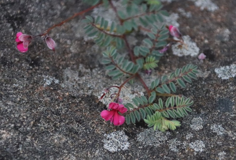 Indigofera longipedicellata photo 4