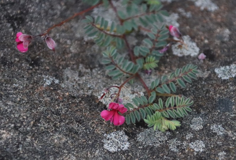 Indigofera longipedicellata photo 5