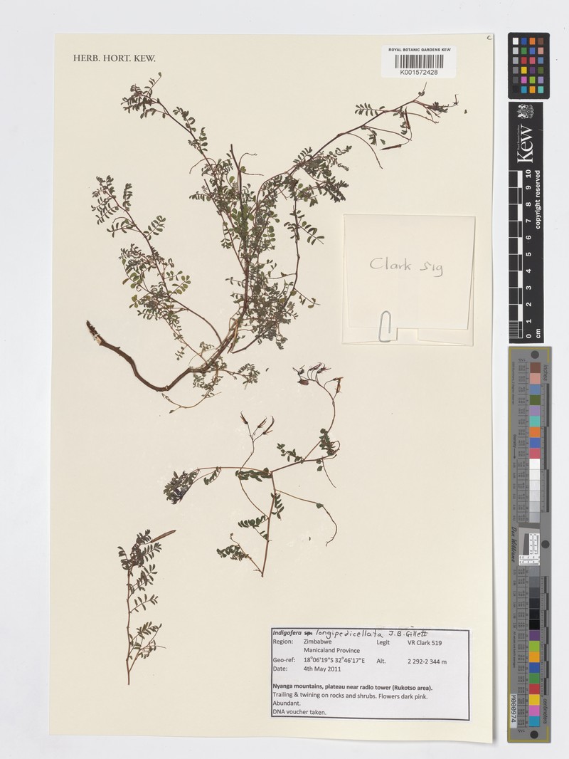 Indigofera longipedicellata photo 8