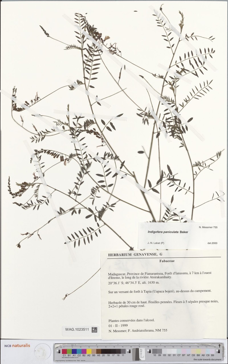 Indigofera longistaminata