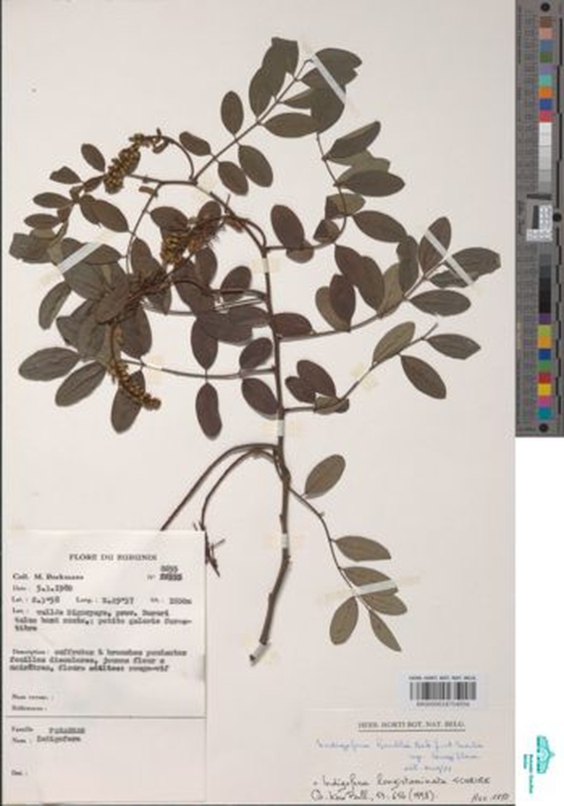 Indigofera longistaminata photo 2