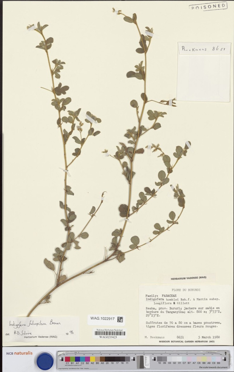 Indigofera longistaminata photo 3