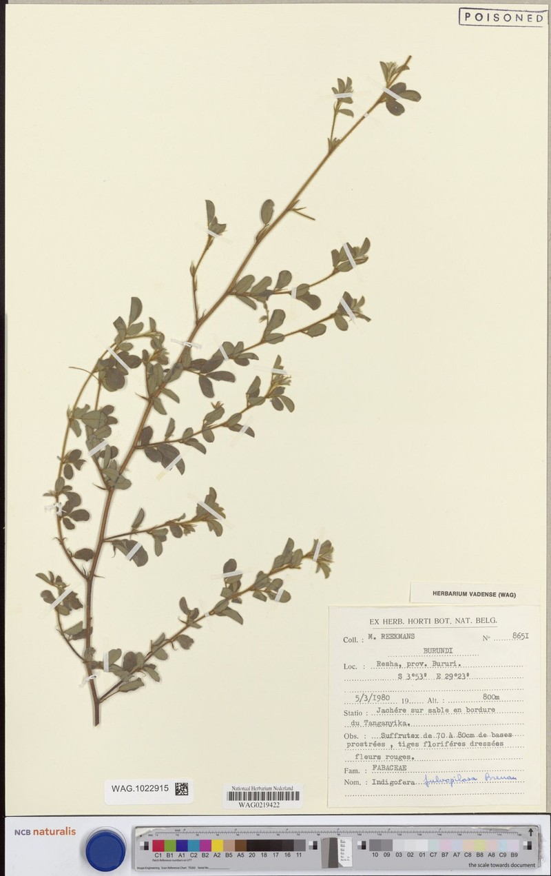 Indigofera longistaminata photo 4